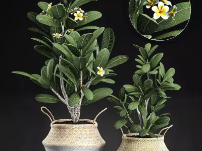 Decorative plumeria trees for the interior in basket 559 3D model