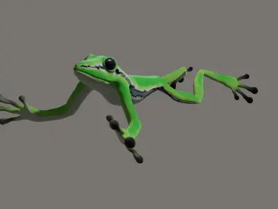 Poison Frog- Green tree frog 3D model