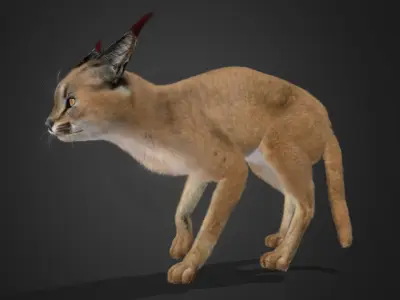 Caracal - Cat Realistic Animated 3D model