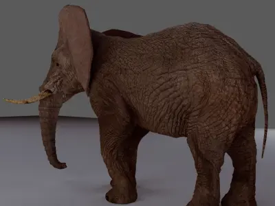 Walking Old African Elephant Low-poly 3D model