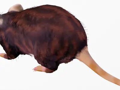 Realistic Mouse rat Low-poly 3D model