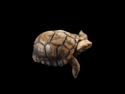 Turtle Low-poly 3D model