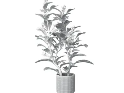 Houseplant Collection 5 air plant in pot 3D model