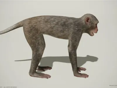 Rhesus Macaque 3D Monkey - PBR  Low-poly 3D model