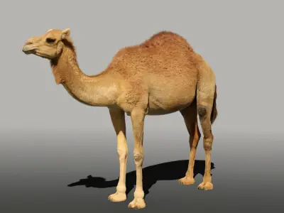 Camel Rigged 3D model