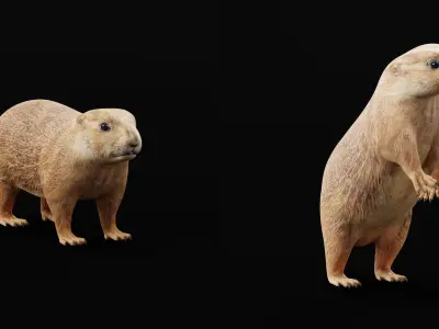 Prairie Dog Low-poly 3D model
