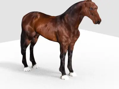 HORSE 3D model