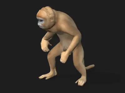 Monkey-A2 3D model