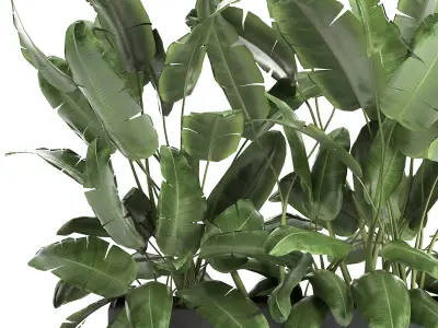 Banana bush in a pot for the interior 866 3D model