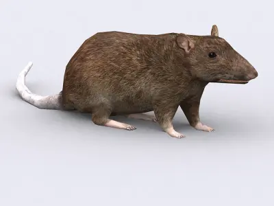 3DRT - Rat Low-poly 3D model
