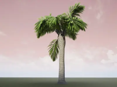 Palm Tree 3D model