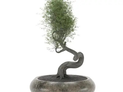 BONSAI tree 3D model