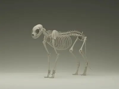 Skeleton Cat Low-poly 3D model
