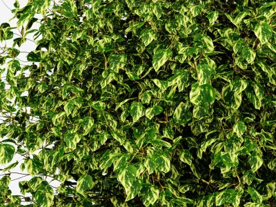 Tree ficus 002 3D model