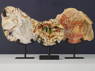 Petrified Wood Slices On Stand 2 3D model