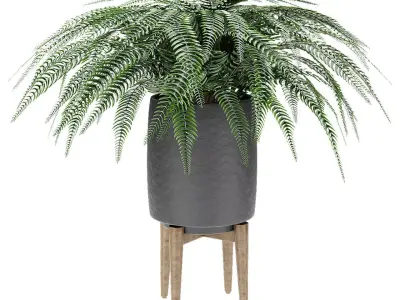 Plant in Pot Flowerpot Exotic Plant 3D model 12