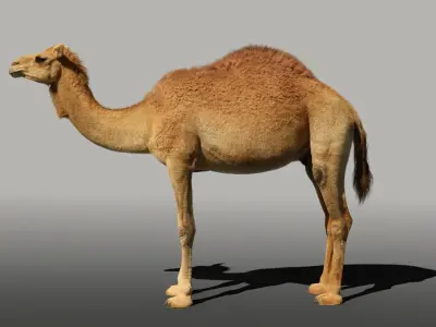 Camel Fur 3D model