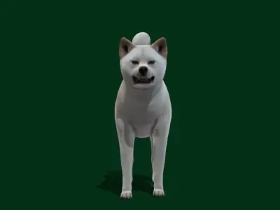 Kishu Inu Japan Dog Breed  3D model