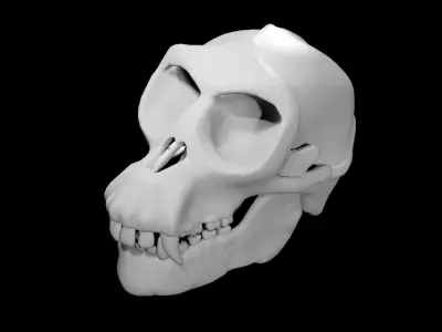 Monkey Skull Low-poly 3D model