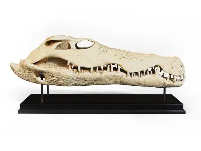 Crocodile skull Low-poly 3D model