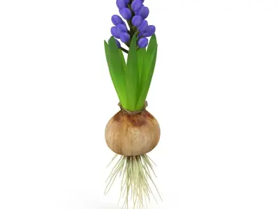 Hyachinth mid 3D model