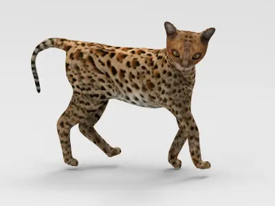 3D Cat Rigged model  Low-poly 3D model