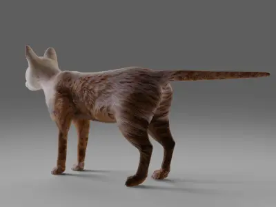 Cat White NO Rigged in Blender  Low-poly 3D model