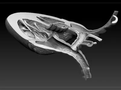 Heart Sliced STL 3D print model