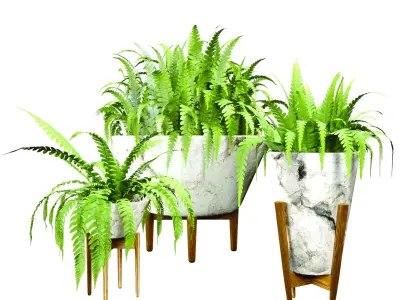 fern plan 3D model