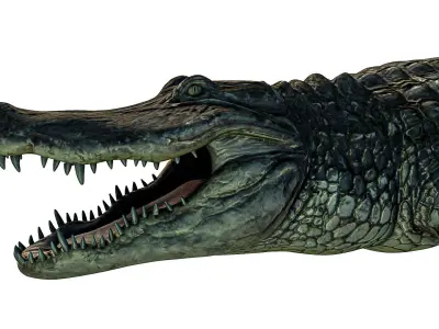 Alligator crocodile Low-poly 3D model