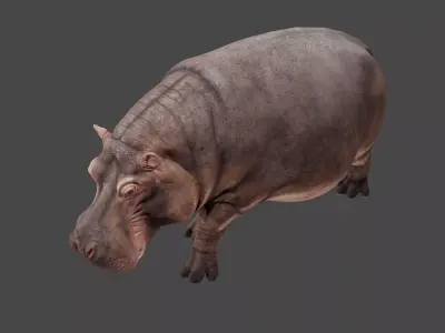 Hippopotamus 3D model