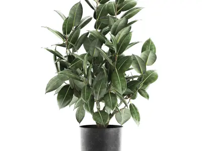 Ficus tree in a pot for the interior 851 3D model