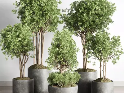  indoor outdoor plant 145 plant tree vase dirty concrete  3D model