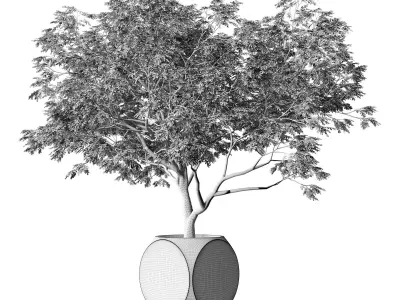 Plants Albizia 3D model