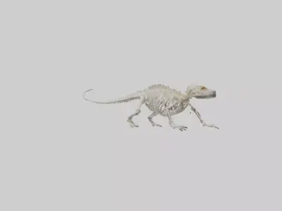 Bearded Dragon Skeleton model 3D model
