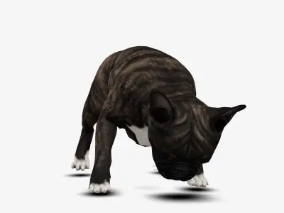 Dog French Bulldog Low-poly 3D model