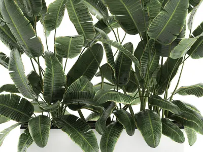 Decorative banana palms in flower pots for the interior 581 3D model