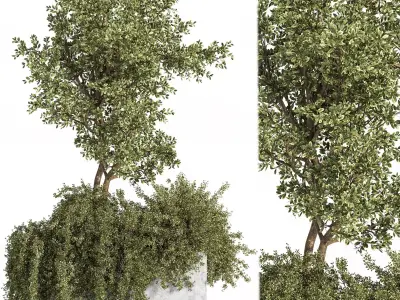 Outdoor Plants tree 06 3D model