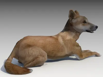 Dingo kangaroo Low-poly 3D model