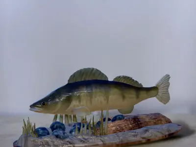 fish zander in motion underwater statue detailed texture  3D print model