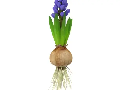 Hyachinth mid 3D model