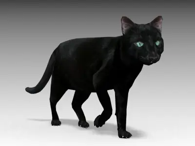 Black Cat Animated Low-poly 3D model