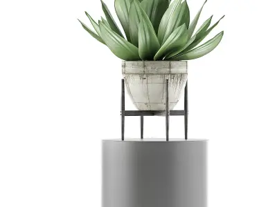 Plants Collection 109 3D model