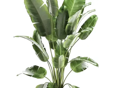 Banana bush in a pot for the interior 862 3D model