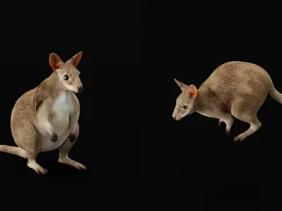 Dusky Wallaby Pademelon Low-poly 3D model