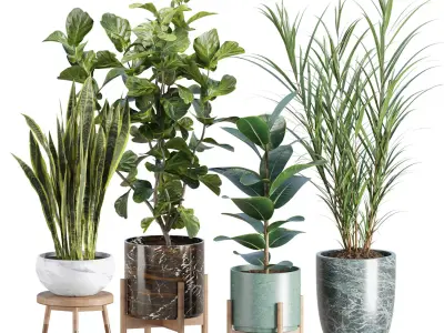 Realistic Indoor Plant Models Collection Vol 347 3D model