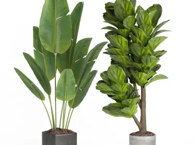 indoor plant set009 collection 3D model