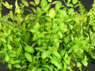 Potted plants fern  3D model