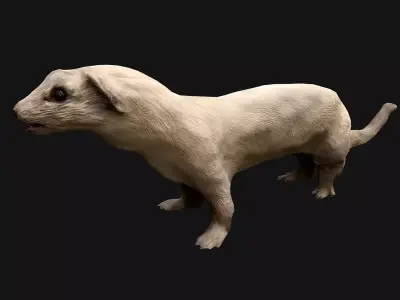 Weasel Ermine Low-poly 3D model