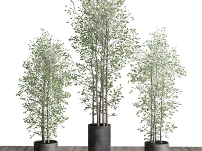 indoor plant set 375 plant tree branch bush concrete dirt vase Low-poly 3D model